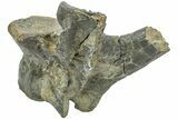 Fossil Iguanodon (Mantellisaurus) Vertebra - England #206511-2